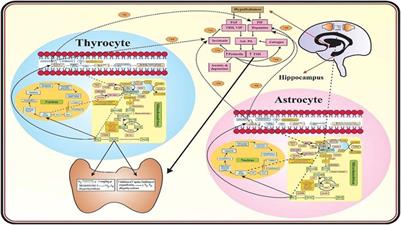 Role of Oxidative Stress and the Identification of Biomarkers Associated With Thyroid Dysfunction in Schizophrenics